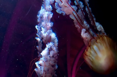 神秘深海世界：海底生物攻略
